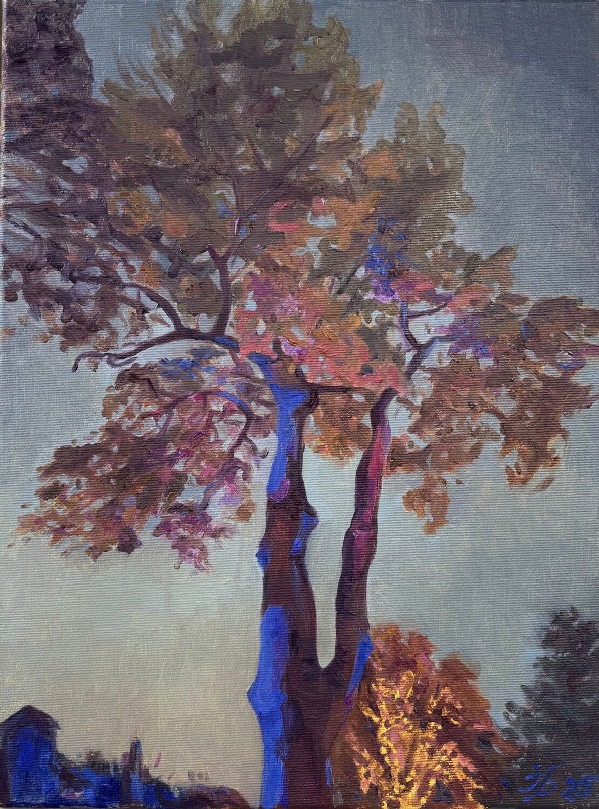 Evening Light at Christmas