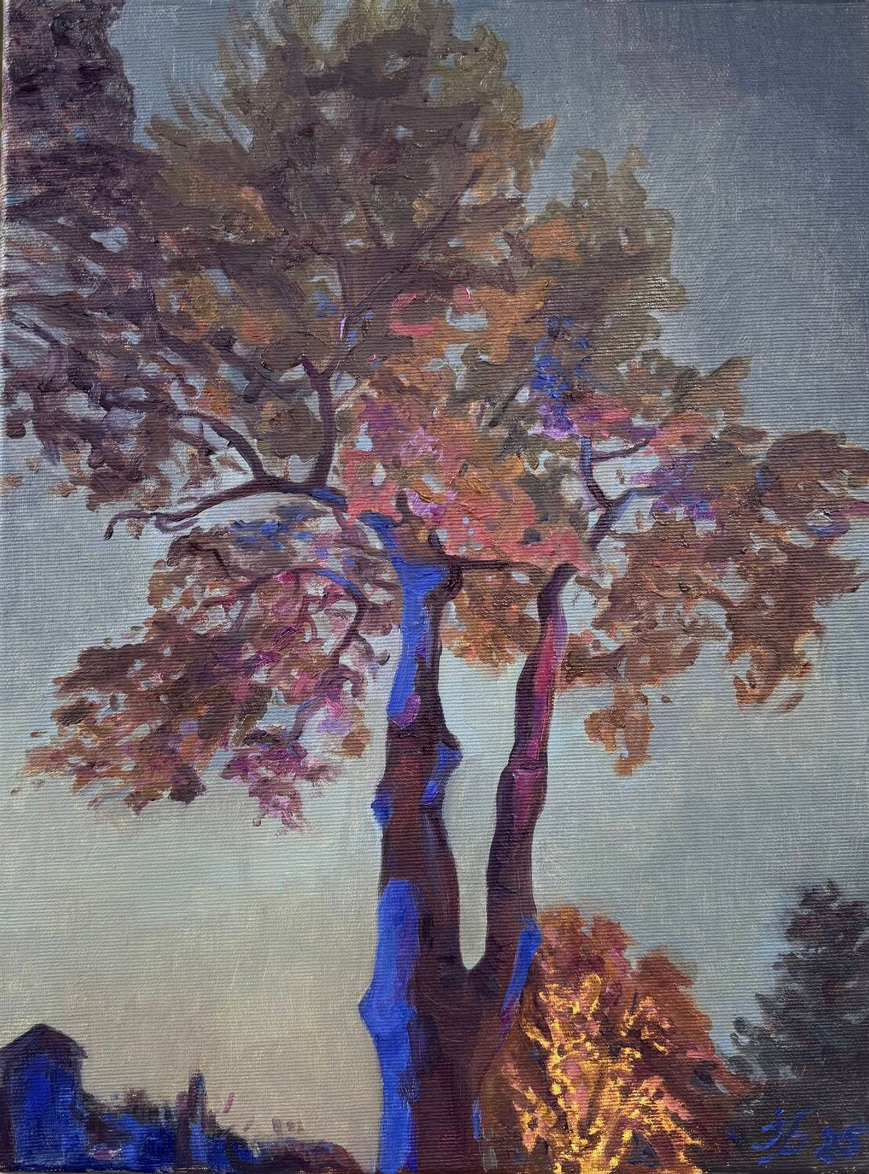 Evening Light at Cristmas